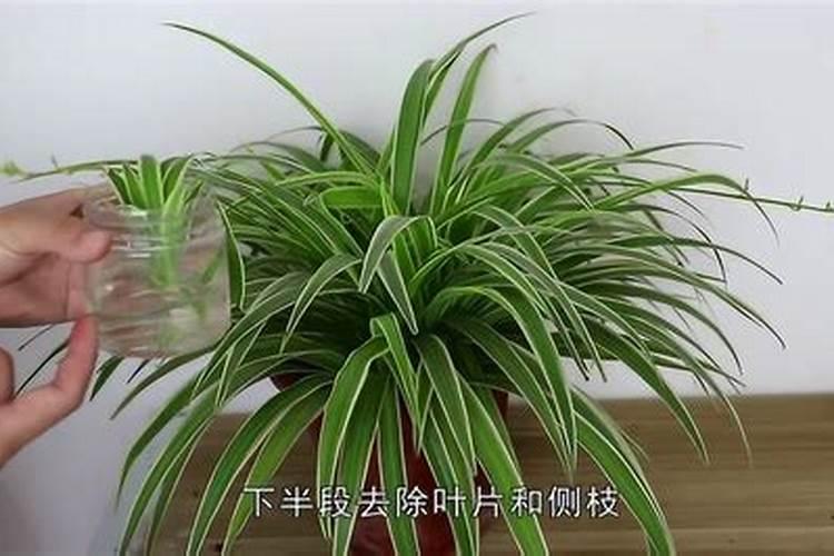 鱼蛋白叶面肥功效