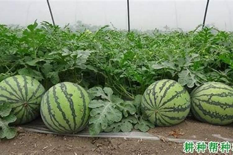 西瓜座瓜后肥水过旺有什么影响