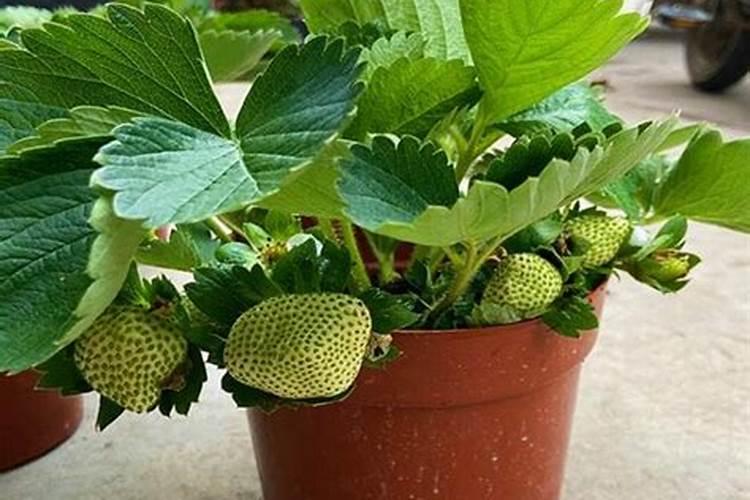 草莓各个时期的施肥方案 什么时候冲高磷肥