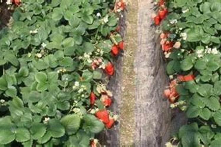 硝态氮和铵态氮能一起用吗