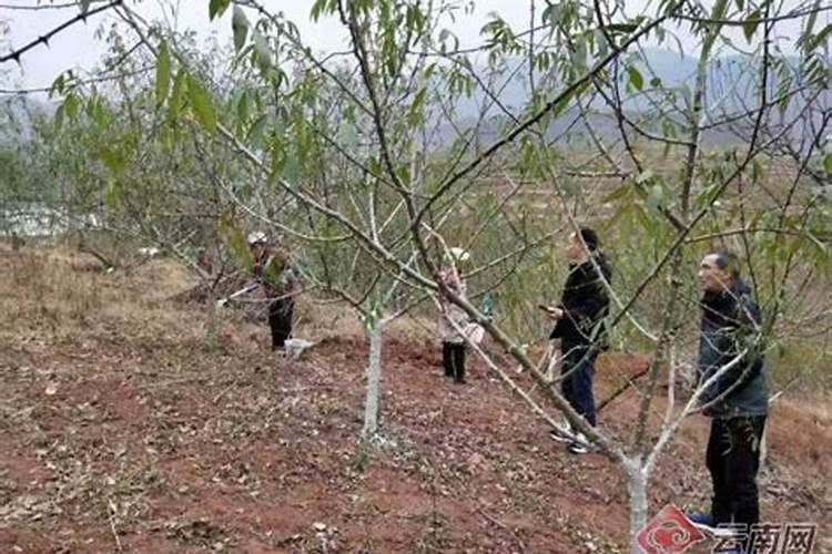 花椒可以施复合肥料吗 注意事项有哪些