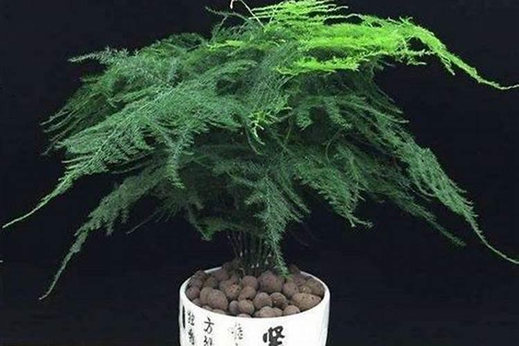 文竹和养殖方法