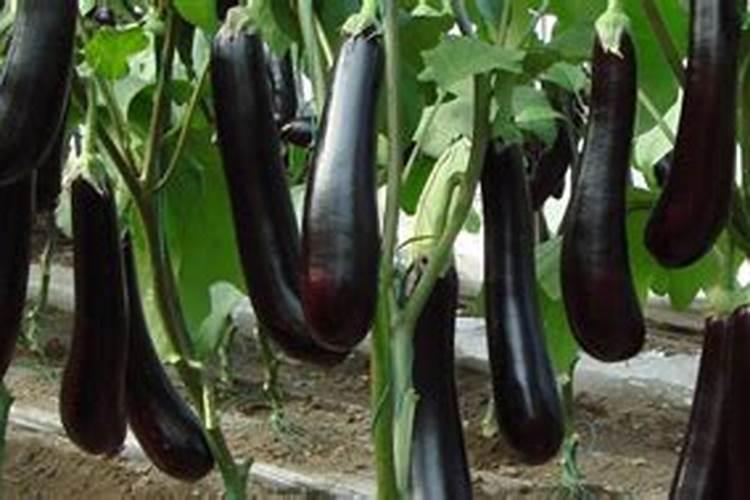茄子种植怎么施肥才能高产