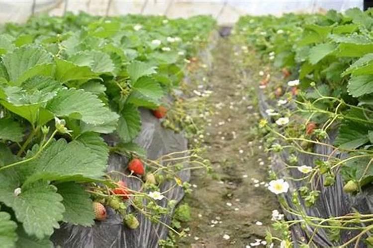米兰用什么肥料最好