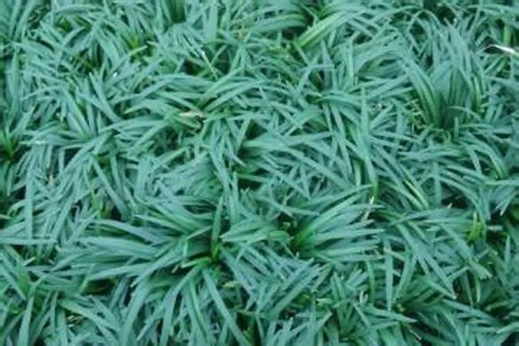 秋季玉龙草种植方法(秋季玉龙草种植攻略,如何在这个季节收获丰盈的绿意...