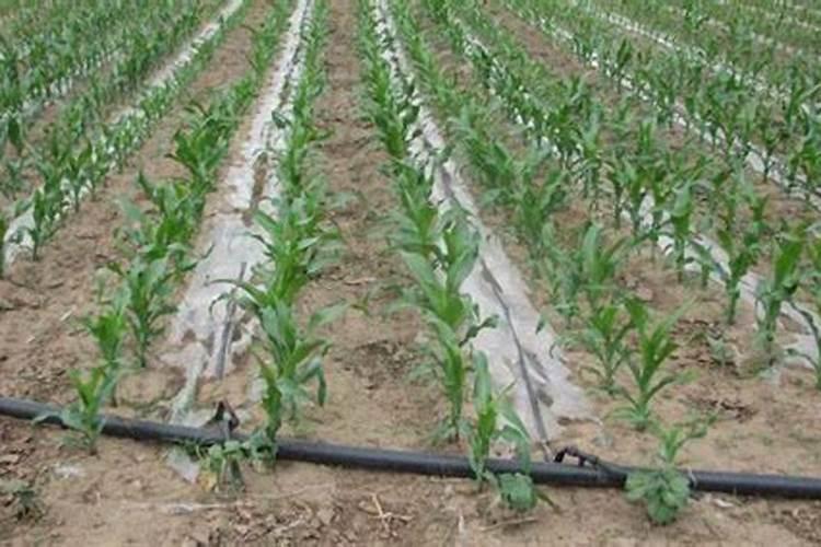 种植茄子要如何施肥 用什么肥料