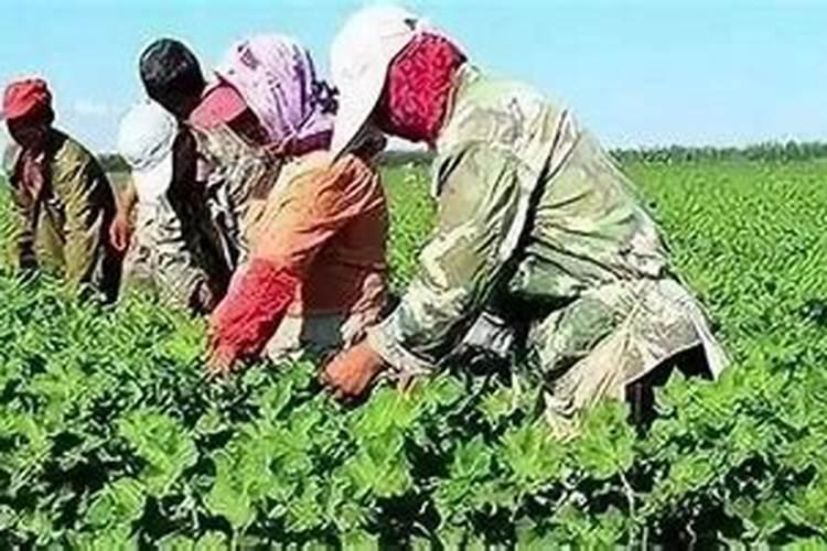 棉花早衰补救方法