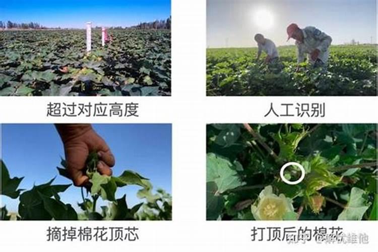 种白术用什么肥料最好