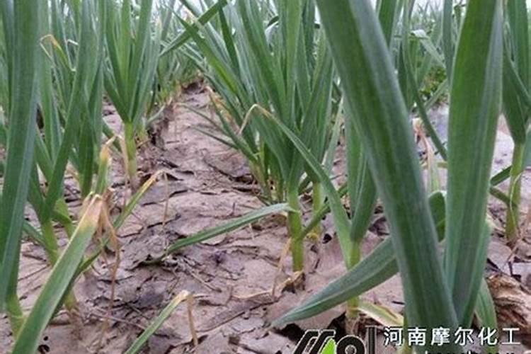 茶花树施什么肥料最好