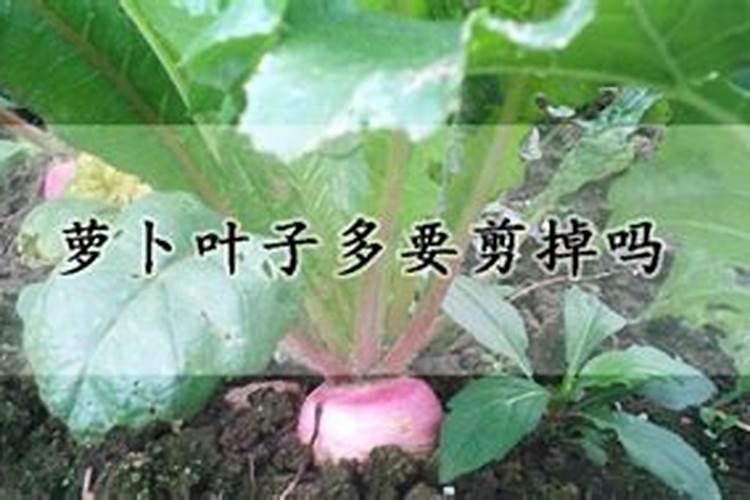 胡萝卜施什么肥？如何施肥？