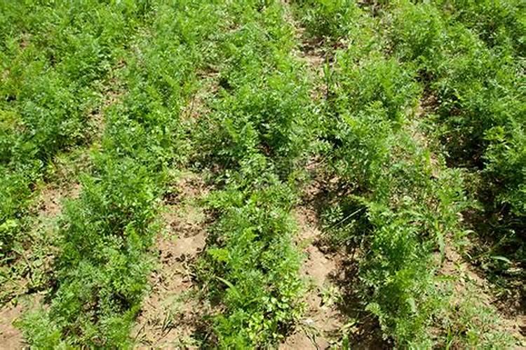 胡萝卜又大又长