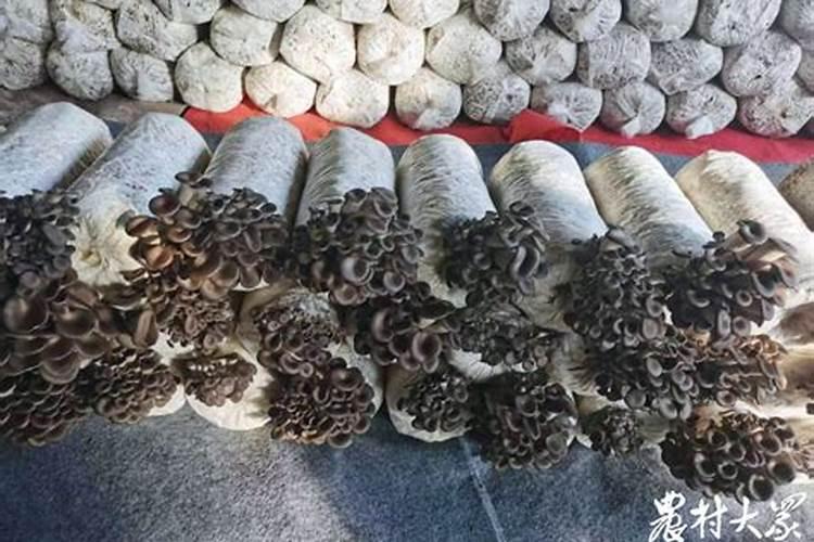 如何提高糯米糍荔枝的坐果率和减少裂果？