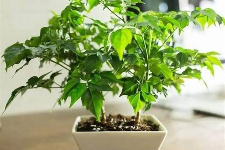 鱼蛋白叶面肥能和乙蒜素混用吗？