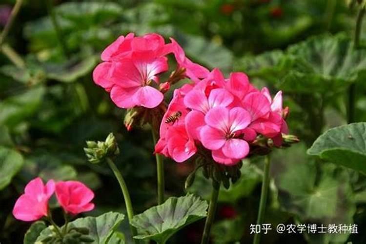 魔芋施肥最佳时间 施肥方法总结