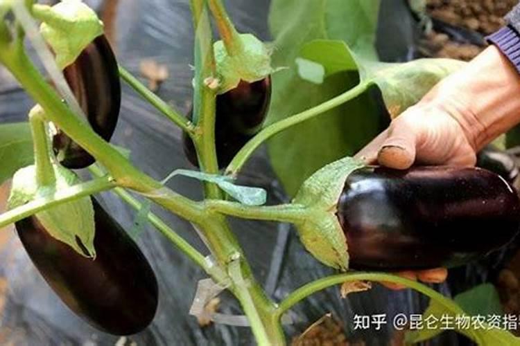 冲施肥是什么意思 冲施肥与水溶肥的区别