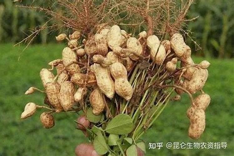 钙肥是什么