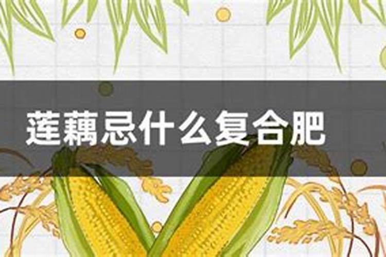 莲藕施肥注意哪些事项