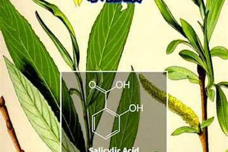 这个季节柳树怎么养