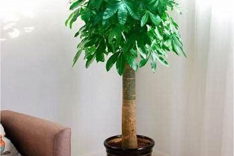 多肉植物能喷磷钾肥吗