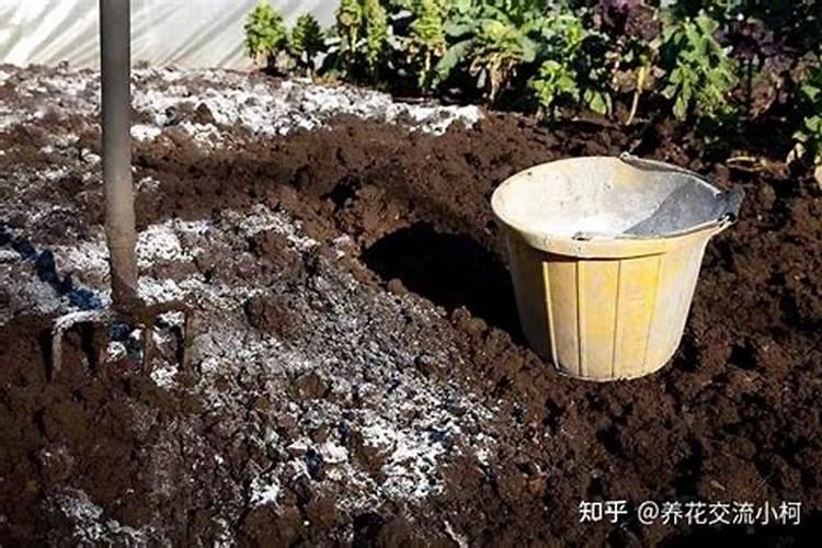 河蚌能净化水吗？