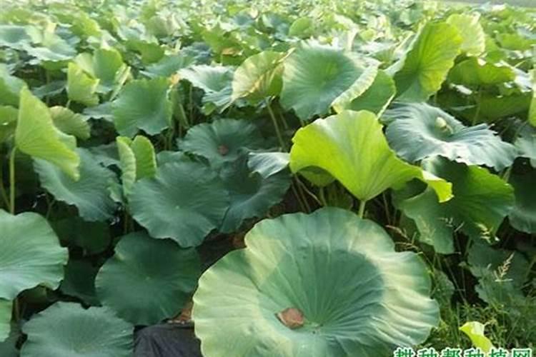 磷肥是什么粉状