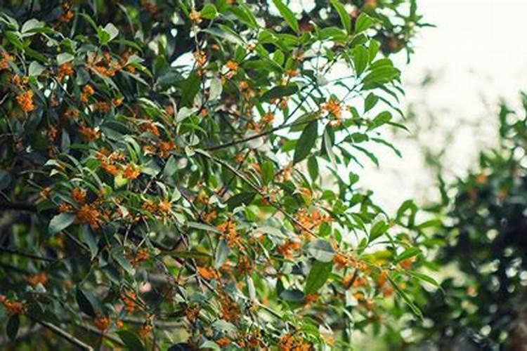 河北农村能不能露天栽桂花树 河北农村能不能露天栽植桂花树