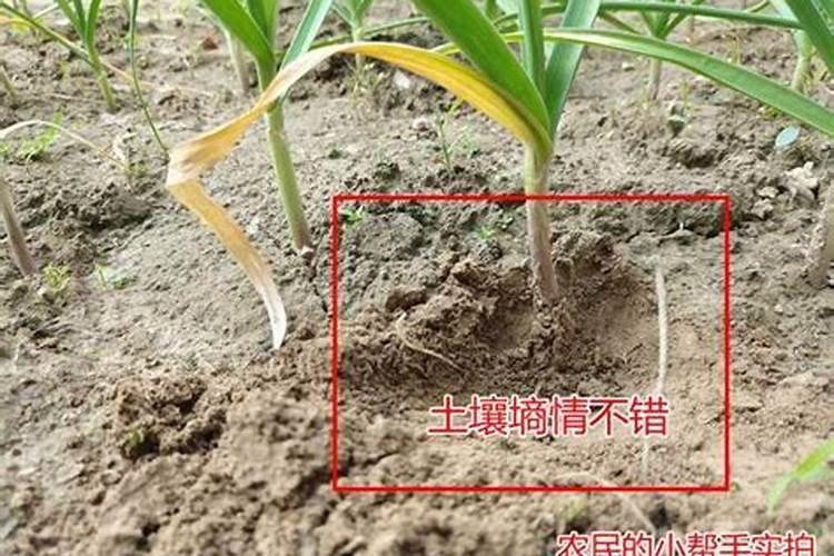 叶面肥打多久不怕下雨