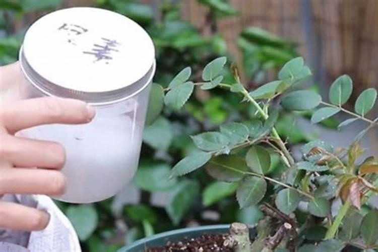 尿素叶面肥喷施用量