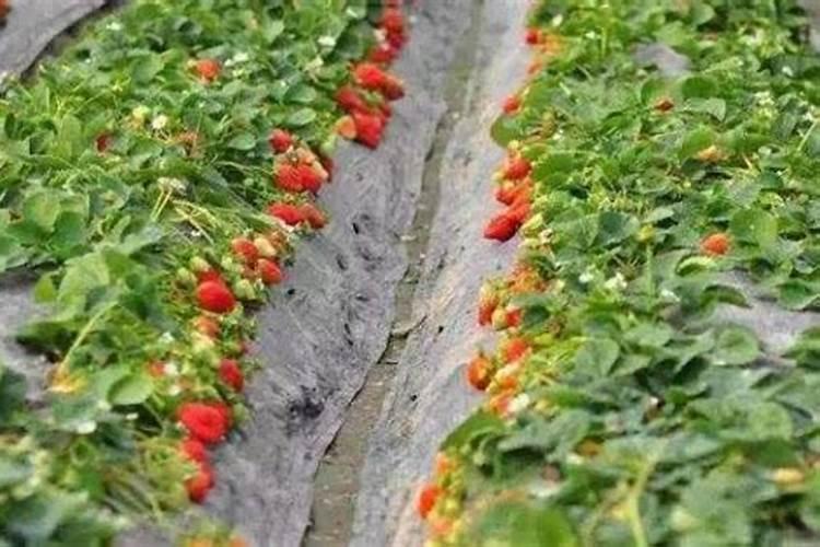 阳台草莓用什么肥料,阳台种植草莓施什么肥
