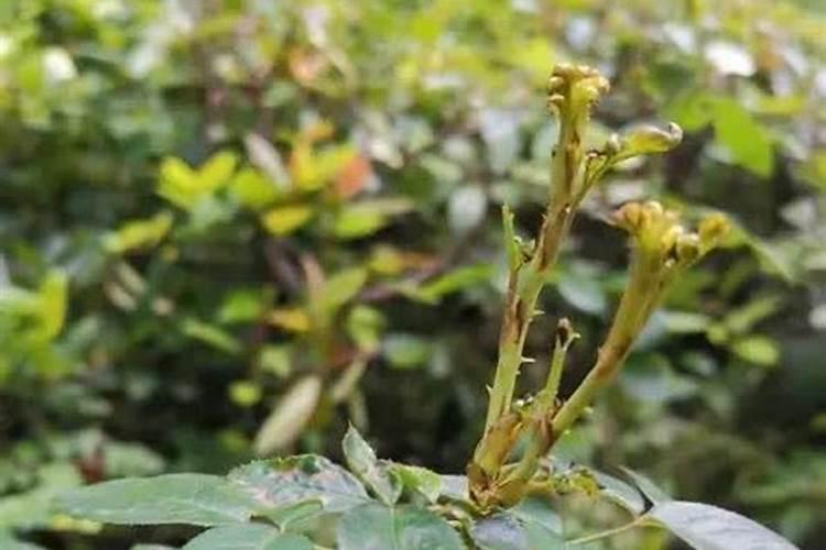 月季长花苞后怎么施肥