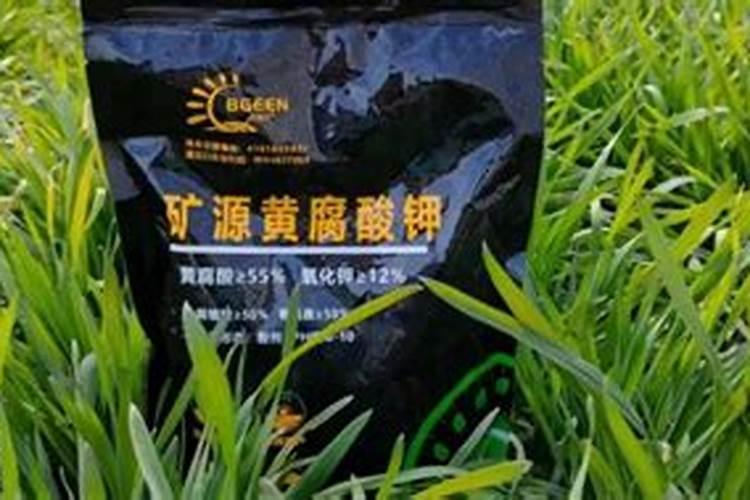 金银花施什么肥
