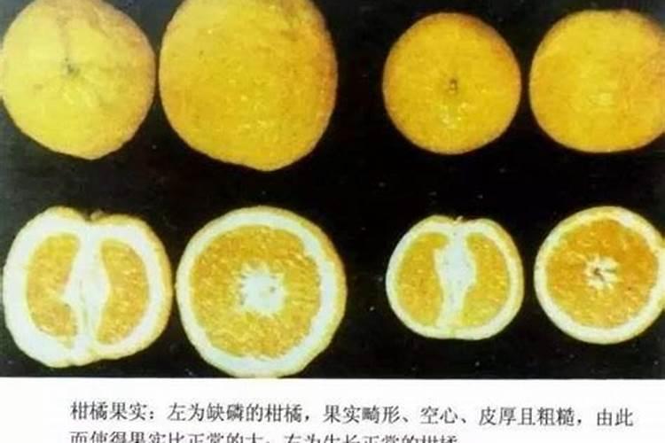 ...各要哪一种磷肥打底好？过磷酸钙和钙镁磷肥有什么区别？