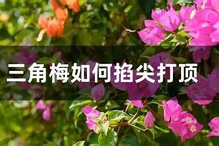 三角梅的养殖方法