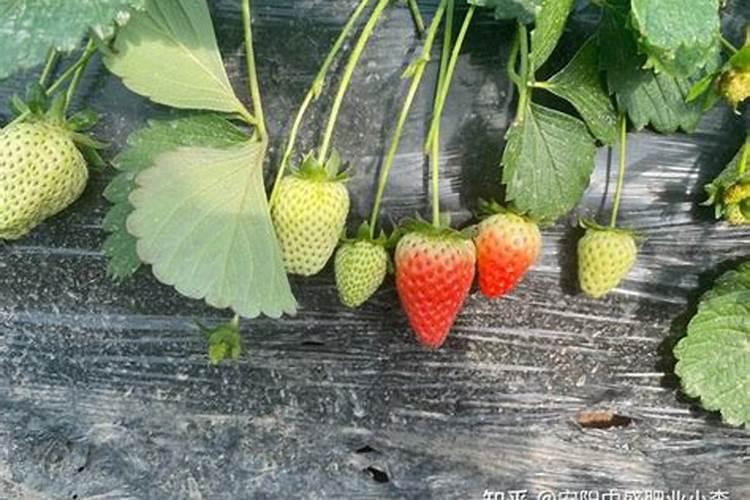 种草莓用什么肥料好