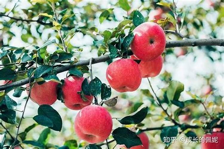 苹果的功效与作用及营养价值是什么