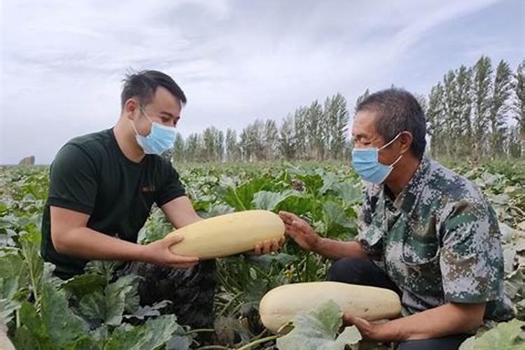 柠檬树叶发黄烂叶怎么办？