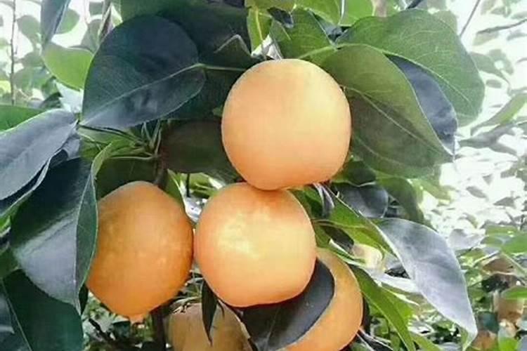 膨果肥用什么肥最好