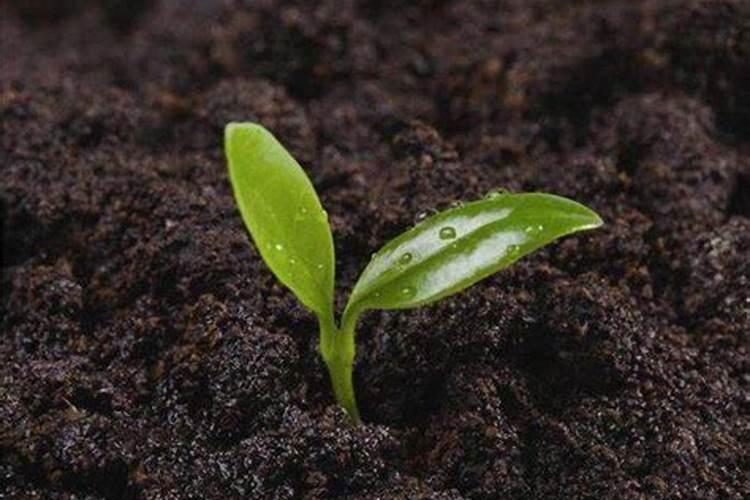 无花果用什么肥料 该如何管理