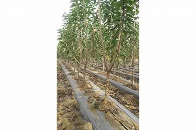 果树地里打除草剂对已经成熟的果子有影响吗？