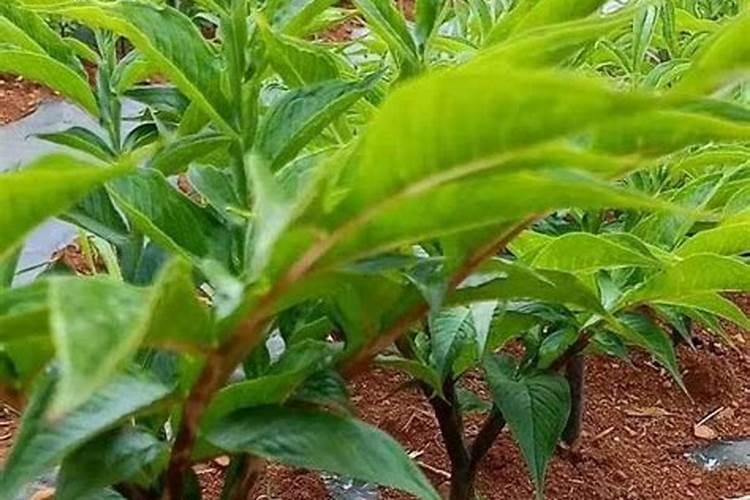 花生喷施硼肥最佳时间 使用注意事项有哪些