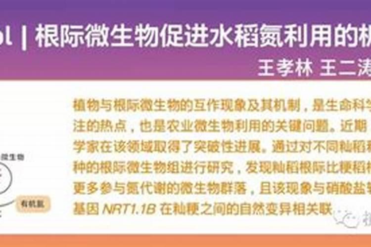 草莓施肥的方法