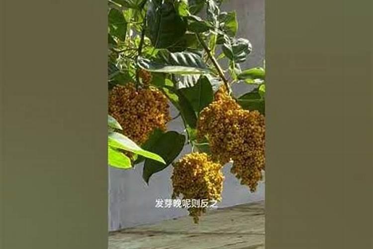 冬天育秧为了不冻坏秧苗,为什么要傍晚多灌些水,早晨放出一些水？百度...