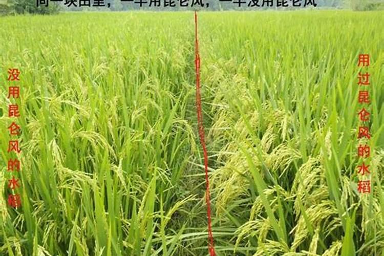 叶面肥和控旺剂能一起用吗