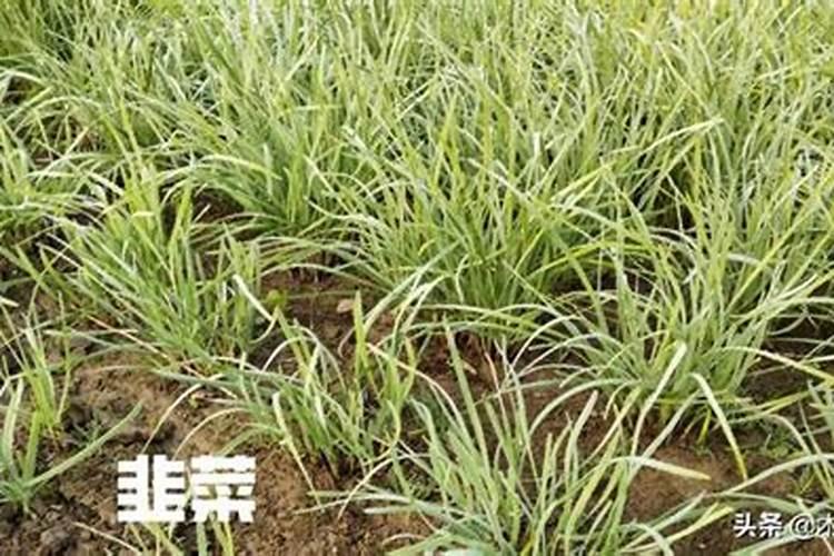 钾肥是什么肥料 植物缺少钾肥会怎么样
