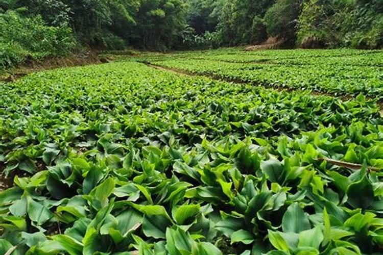 请问沙姜怎么种植？