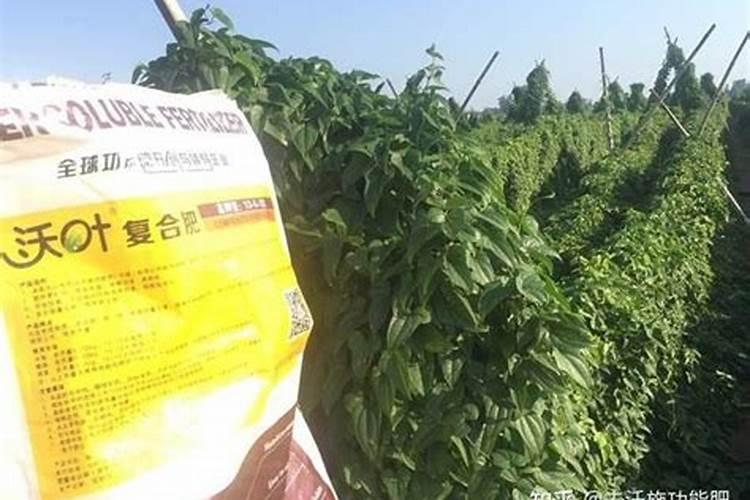 山药的施肥很关键,山药的两类施肥特点是什么呢？