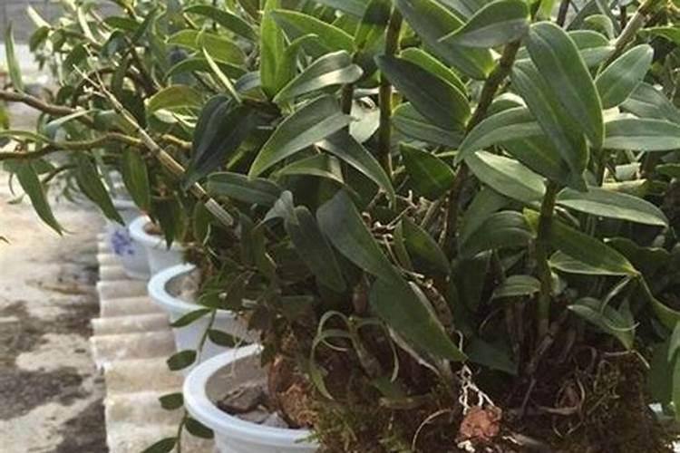 种石斛需什么肥料？石斛种植注意事项