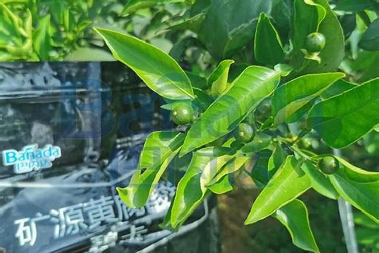 大蒜追肥用什么肥料好