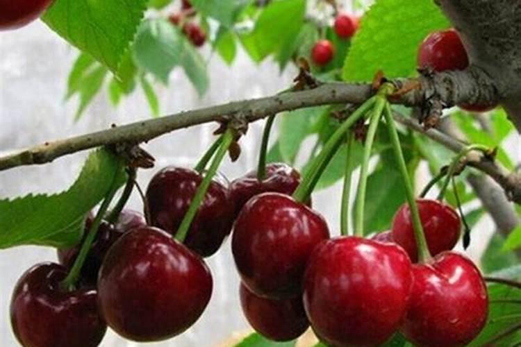 种红薯用什么肥料