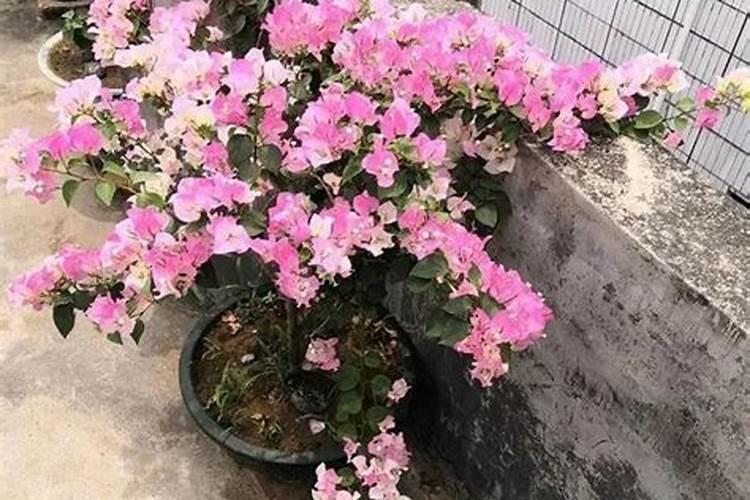 我买了富怡的一台绣花机,可是具体一些绣花的辅料知识还是不太懂,想请问...